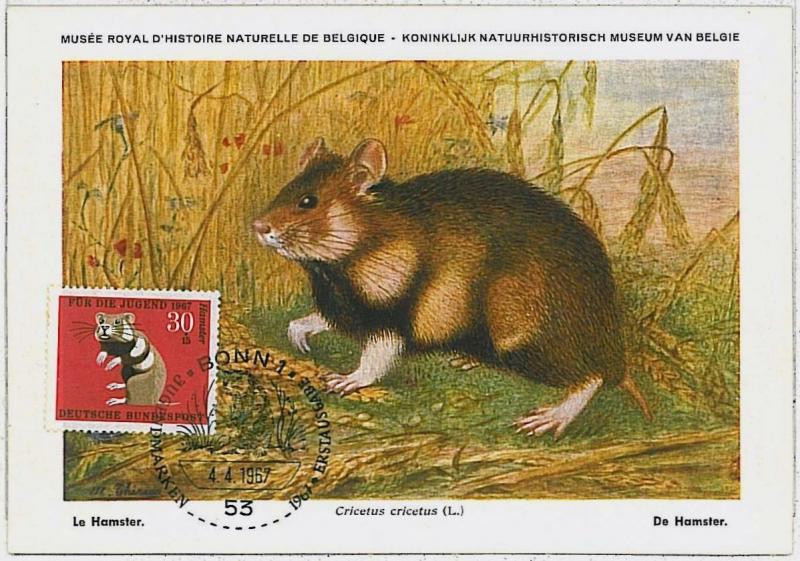 MAXIMUM CARD - POSTAL HISTORY -  Germany: Hamsters, Rats, Fauna, 1967