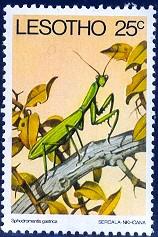 Insect, Praying Mantis, Lesotho stamp SC#265 MNH