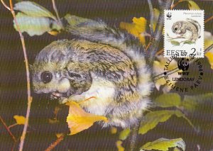 Estonia 1994 Maxicard Sc #271 2k European Flying squirrel WWF