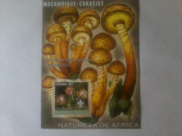 MOZAMBIQUE SHEET MUSHROOMS BUTTERFLIES INSECTS