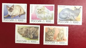 1996 Russia Sc 6307-6311 MNH Domestic Cats CV$3.00 Lot 1787