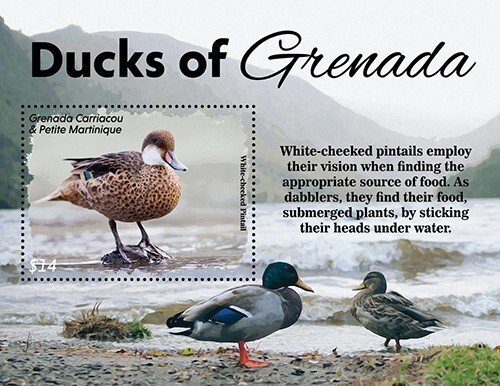 Grenada 2022 - Ducks Birds - Souvenir Stamp Sheet - Scott #3077 - MNH