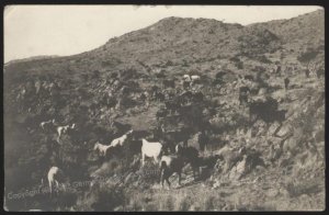 Germany SW Africa 1912 WINDHUK DSWA Wild Horses Private RPPC Cover 110236