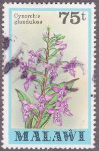 Malawi 337  Cynorchis Glandulosa, Flower 1979