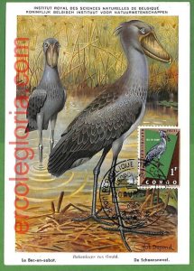 32860 - CONGO - MAXIMUM CARD - FAUNA, BIRDS-