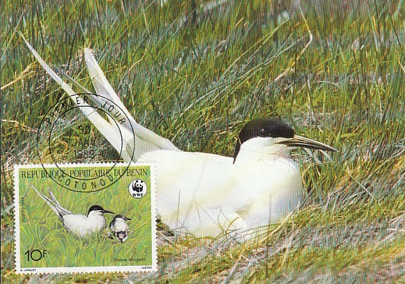 Benin 1989 Maxicard Sc #657 10fr Roseate tern WWF