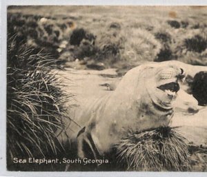 South Georgia POLAR EXPLORATION Unpaid Card SEA LION 1924 *Tussock Island* ZT40