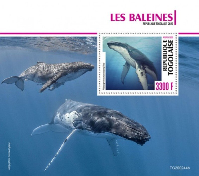 Togo - 2020 Humpback Whales - Stamp Souvenir Sheet - TG200244b