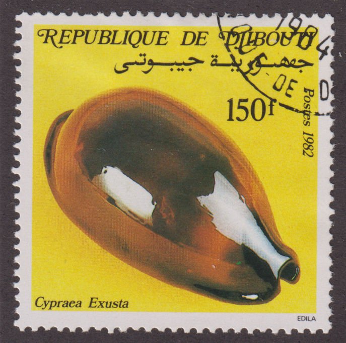 Djibouti 556 Cypraea Exusta 1982