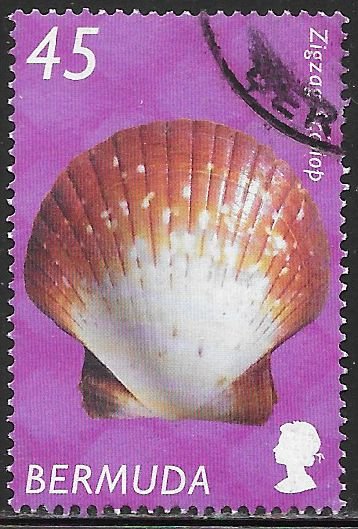 Bermuda 844 Used - Shells - Zigzag Scallop (Euvola ziczac)