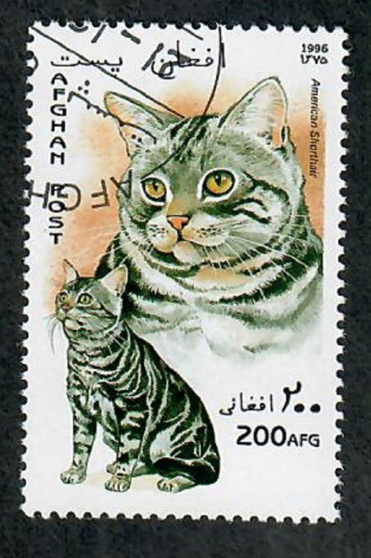 Afghanistan American Shorthair Cat CTO single from 1996