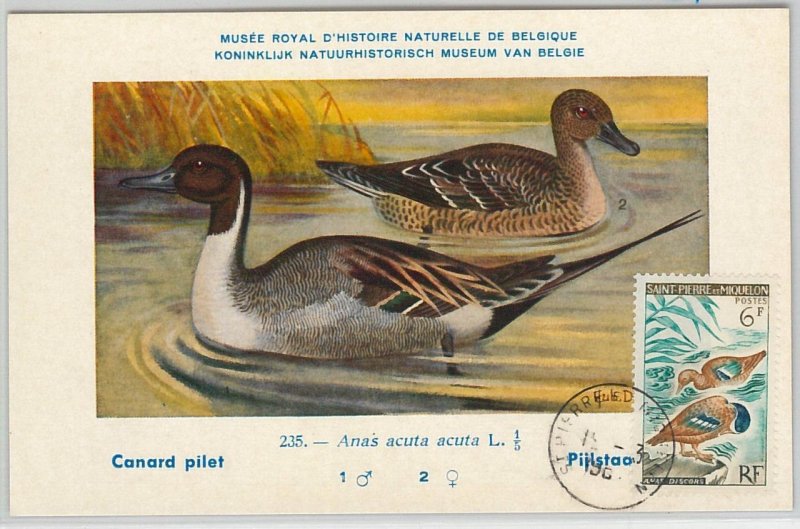 62878 - Saint Pierre et Miquelon - POSTAL HISTORY: MAXIMUM CARD 1964 - BIRDS-