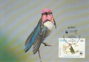 Cuba 1992 Maxicard Sc #3430 20c Bee hummingbird WWF