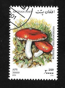 Afghanistan 2001 - Mushroom - Cinderella