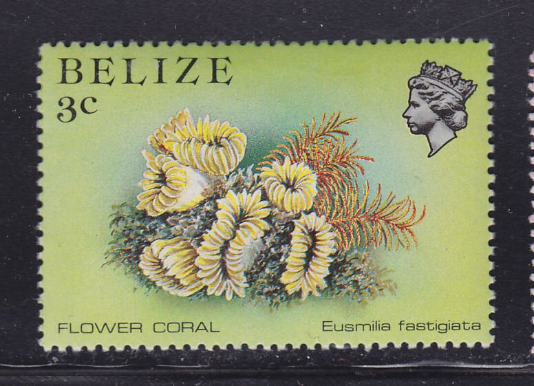 Belize 701 Coral 1984