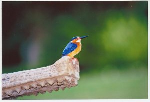 Postal stationery China 2006 Bird - Kingfisher