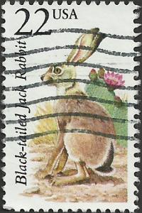 # 2305 USED BLACK-TAILED JACK RABBIT