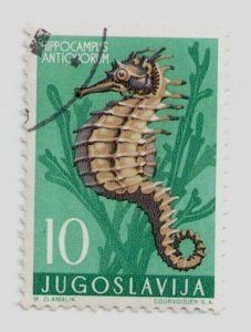 1956 Yugoslavia #452 stamp Short-snouted Seahorse (Hippocampus antiquorum), USED