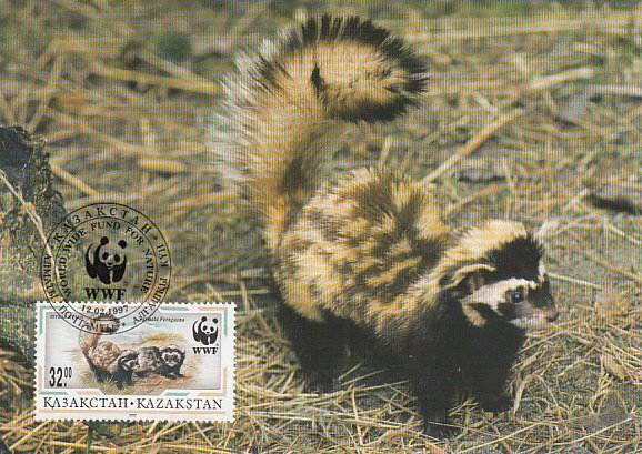 Kazakhstan 1997 Maxicard Sc #173 32te Marbled polecat WWF