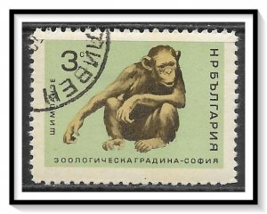 Bulgaria #1487 Chimpanzee CTO NH