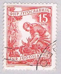 Yugoslavia 384 Used Gathering sun flowers 1953 (BP28227)