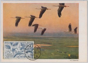 52125 - French West Africa - MAXIMUM CARD - 1954 ANIMALS: Birds-