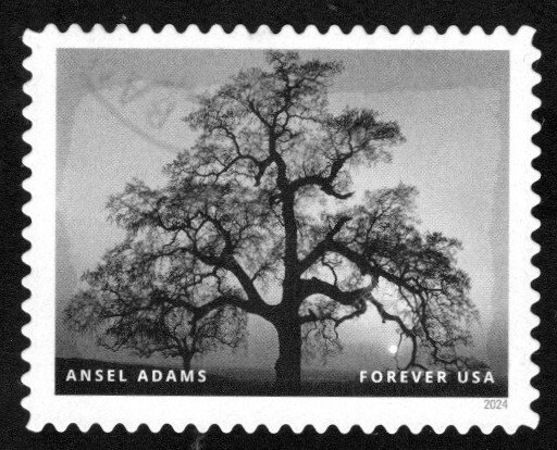 New2024 - (68c) Ansel Adams, Oak Tree, Sunset City, Calif - 2 of 16 - USED