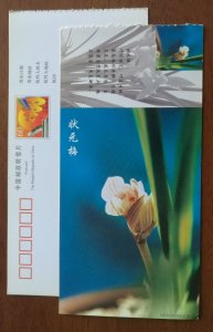 Zhuangyuanmei Cymbidium Orchid,CN 01 baoshan non-ovary orchid varieties PSC