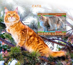 Sierra Leone 2019 MNH Cats Stamps Norwegian Forest Cat Maine Coon 1v S/S