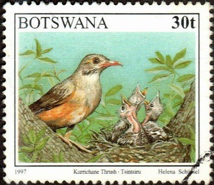 Botswana 625 - Used - 30t Kurrichane Thrush (1997) (cv $1.20)