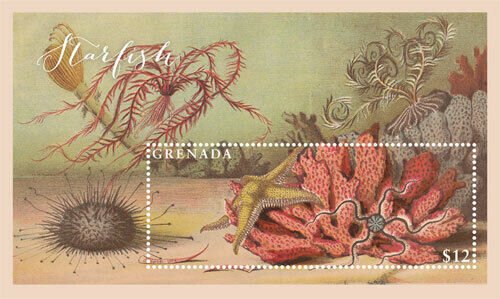 Grenada 2017 - Starfish - Marine Life - Souvenir Stamp Sheet - Scott #4247 - MNH