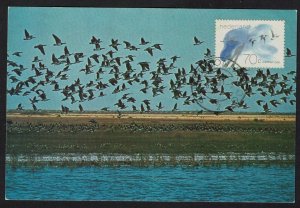 Netherlands Tern Eider Geese Birds Waddenzee Maxi card 1982 SC#643 SG#1404