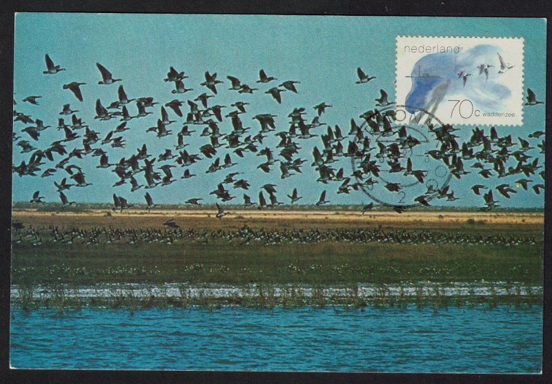 Netherlands Tern Eider Geese Birds Waddenzee Maxi card 1982 SC#643 SG#1404