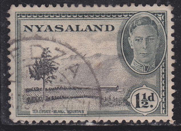 Nyasaland Protectorate 70 Tea Plantation 1945