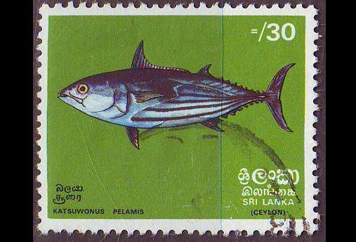 CEYLON SRI LANKA [1972] MiNr 0430 ( O/used ) Fische