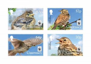 Guernsey 2017 WWF Rare birds Anthus pratensis set of 4 stamps MNH