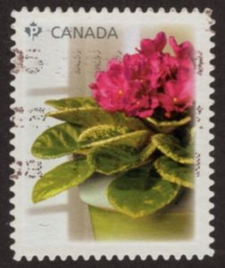 2377 African Violets