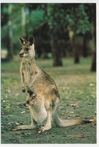 Postal stationery Australia Kangaroo