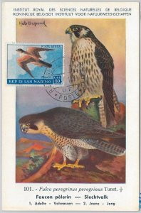 52661 - SAN MARINO - MAXIMUM CARD - ANIMALS Birds HAWK 1959-