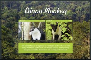 Liberia 2017 MNH Diana Monkey 2v S/S Monkeys Wild Animals Stamps 