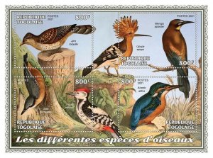 Togo 2021 MNH Birds on Stamps Bird Species Woodpeckers Kingfishers Hoopoe 4v M/S 