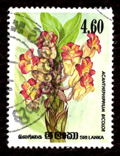 Sri Lanka 1984 Orchid Flowers, Acanthephippium bicolor 4.60r Sc.723 Used (#3)