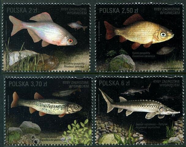 HERRICKSTAMP NEW ISSUES POLAND Sc.# 4245-48 Threatened Fish