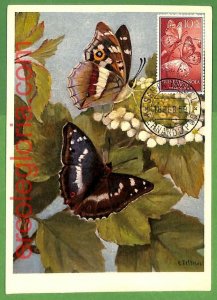 32382 - Spanish Guinea - MAXIMUM CARD - 1959 - Butterflies-