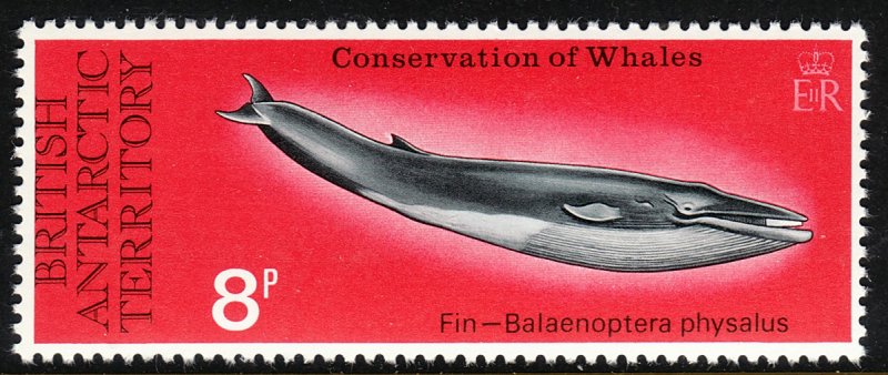 1977 BAT British Antarctic Fin Whale 8 pence issue MNH Sc# 65  CV $7.00