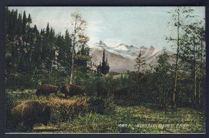 CANADA POSTAL HISTORY - BANFF ALBERTA - Buffalo - Banff Park  POSTCARD