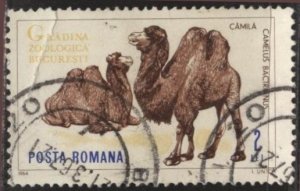 Romania 1684 (postally used, crease) 2L Bucarest Zoo: Bactrian camels (1964)