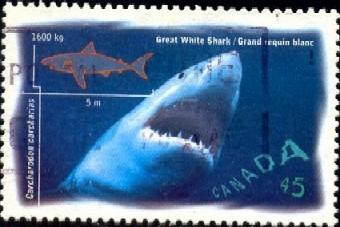 Fish, Great White Shark, Canada stamp SC#1641 Used