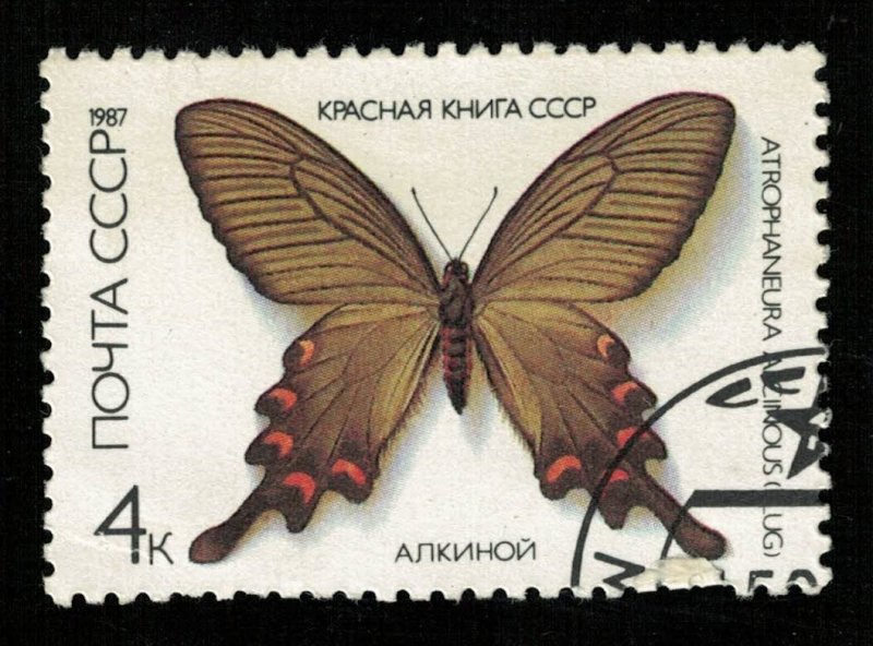 Butterfly (TS-2113)