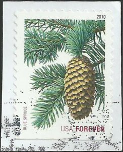 # 4481 USED BLUE SPRUCE